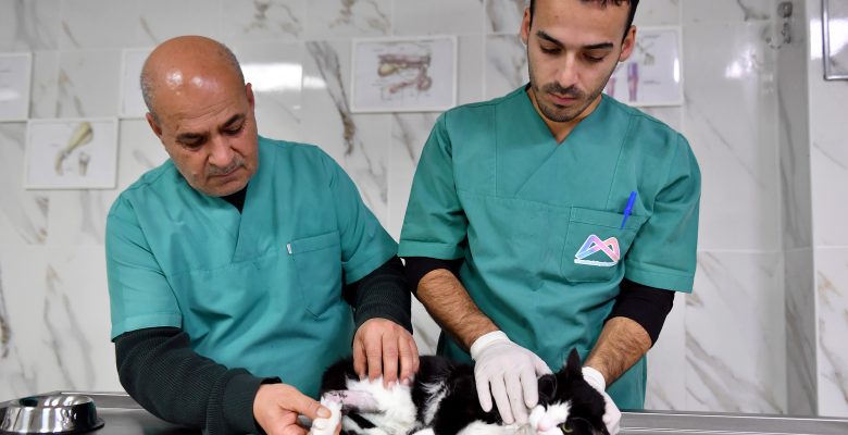 MERSİN BÜYÜKŞEHİR PATİLİ BİR DOSTA DAHA DOKUNDU  SAHİPSİZ YARALI KEDİYİ BÜYÜKŞEHİR’İN VETERİNERLERİ İYİLEŞTİRDİ  SAHİPSİZ KEDİNİN BACAĞI DEMİRE SAPLANDI BÜYÜKŞEHİR KURTARDI