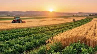 Çiftçilere destek ödemesi yarın hesaplara yatıyor
