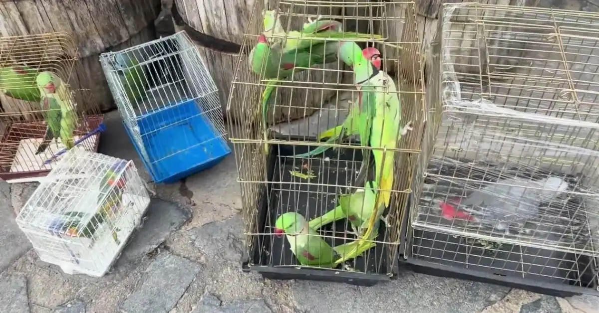 İstanbul’da 39 papağan petshop denetiminde ele geçirildi