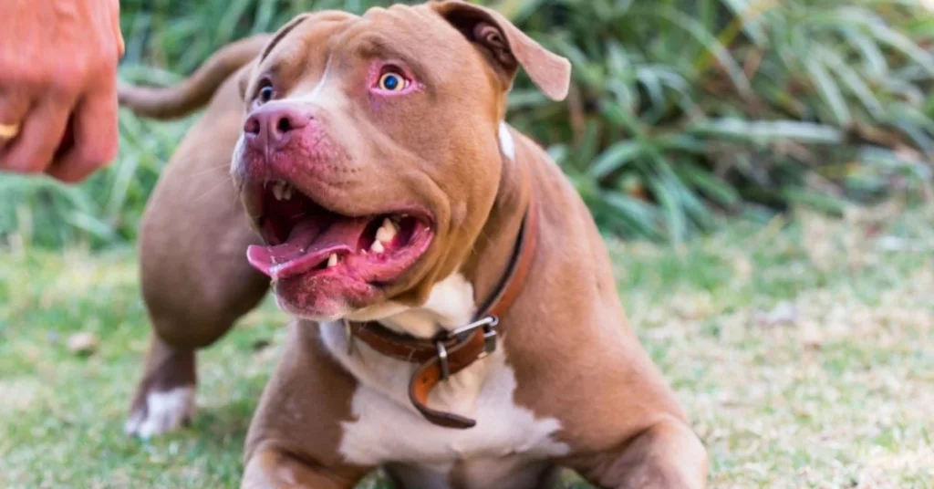Pitbull saldırısında sahibine 7,5 yıla kadar hapis talebi