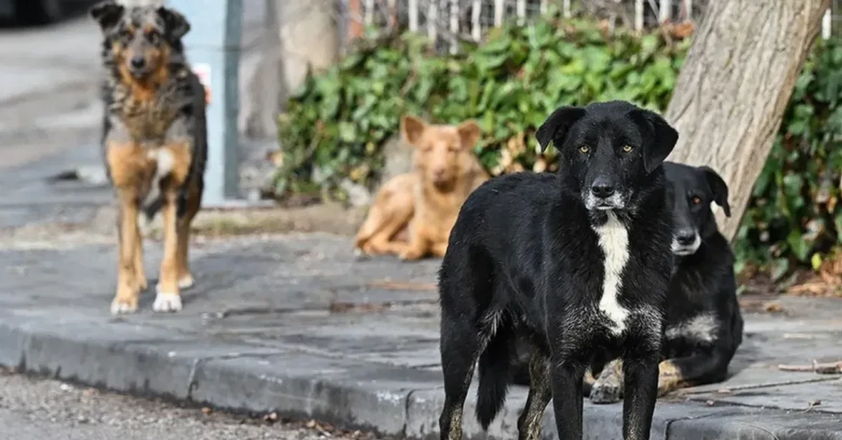 İstanbul’da sokak köpeklerinin toplanması için süre verildi
