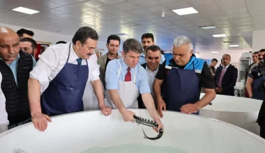 “Siyah inci” Karadeniz’e dönüyor