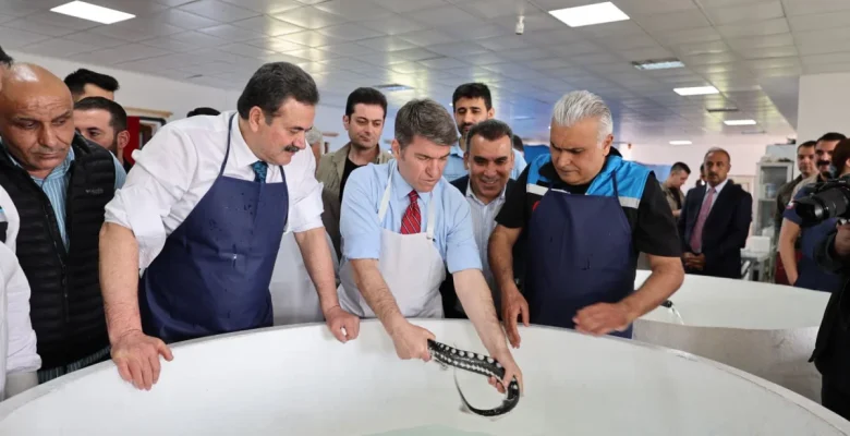 “Siyah inci” Karadeniz’e dönüyor