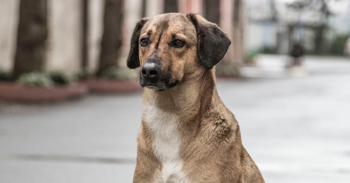 Sokak hayvanlarının yüzde 75’i toplandı