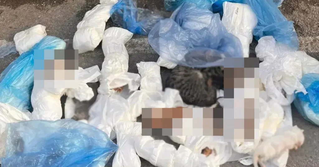 Çöp konteyneri yanında 33 kedi ölü bulundu