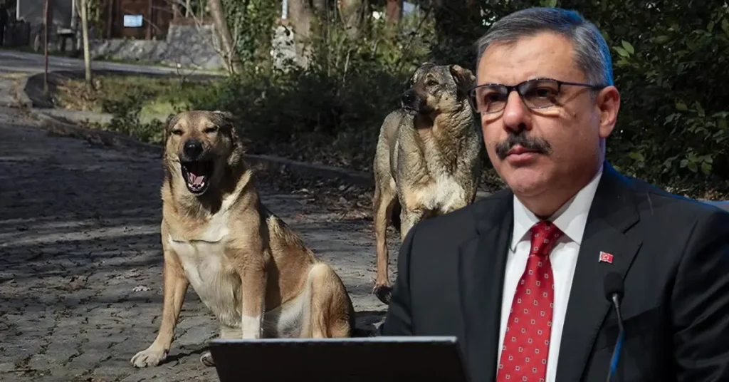 Sahipsiz hayvanların yüzde 80’i toplandı